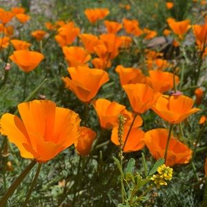 Meet your Posher, Mika